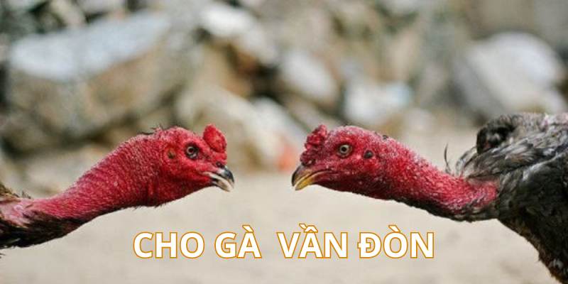 Cách nuôi gà chọi vần đòn để cải thiện sức bền